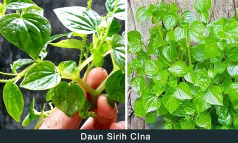 daun sirih cina asal usul manfaat  keunikannya