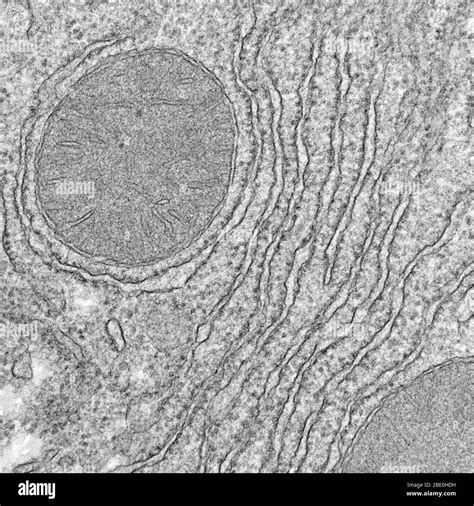 Endoplasmic Reticulum Micrograph Hi Res Stock Photography And Images