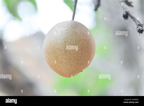 Pyrus Pyrifolia Pyrus Communis Pyrus Amygdaloideae Or Asian Pear Or