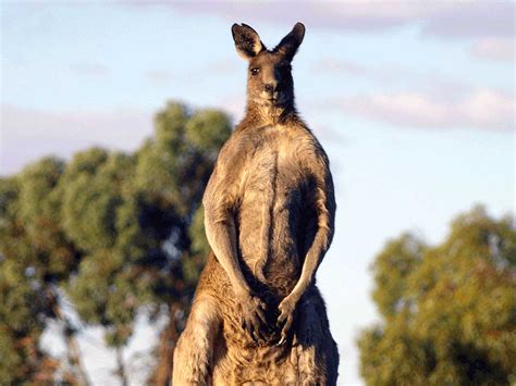 Koala Express: Interesting and amazing facts about the Australian kangaroo
