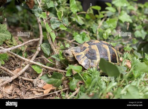 Terrestrial Herbivore Hi Res Stock Photography And Images Alamy