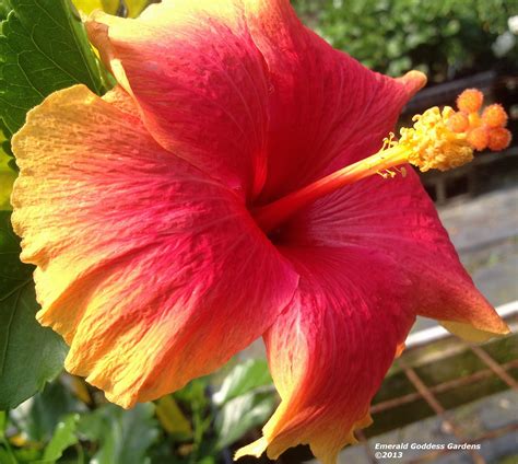 Hawaiian Sunset Tropical Landscape Hibiscus Live Plant Coral Yellow