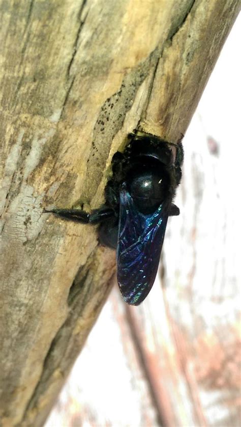 Xylocopa Sp Latreille 1802 Biodiversidade Ameazada