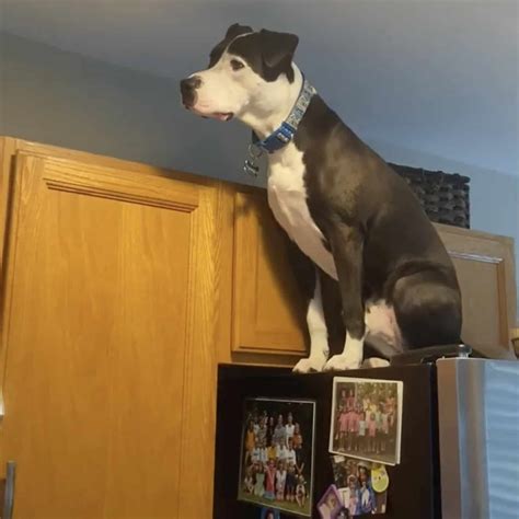 Dog Raised by Cats Can't Stop Jumping On Counters and Even the Fridge