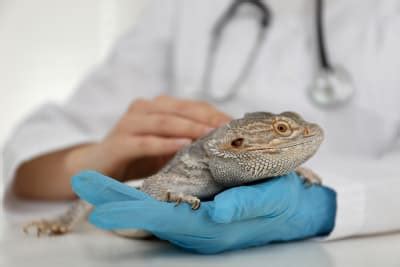 how much will it cost to be a veterinarian