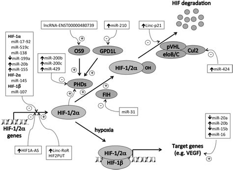 regulation   hif pathway  noncoding rnas protein components