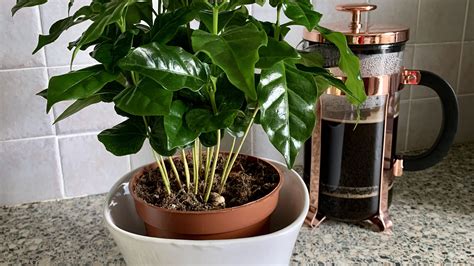 Coffee Arabica Plant Light : Coffee Plant Guide How To Care For A