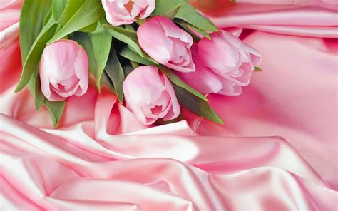 Pink Tulip Wallpaper (62+ images)