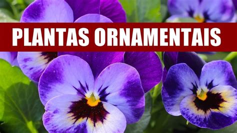 O Que Significa Ornamentais - O QUE SÃO PLANTAS ORNAMENTAIS? - YouTube