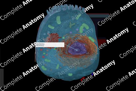 Nucleolus | Complete Anatomy