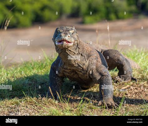 Dragon De Komodo Avec La Langue Fourchue Renifler L Air Close Up