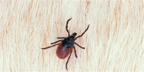 Lyme Disease Cases Have Tripled In 20 Years—heres How To Stay Safe Self