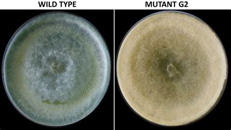 Frontiers A Novel Seed Dressing Formulation Based On An Improved