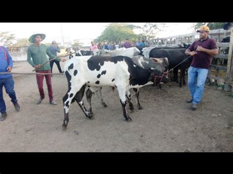 Feira Do Gado De Caruaru Pe Ter A Bezerrada A Partir De R Reais