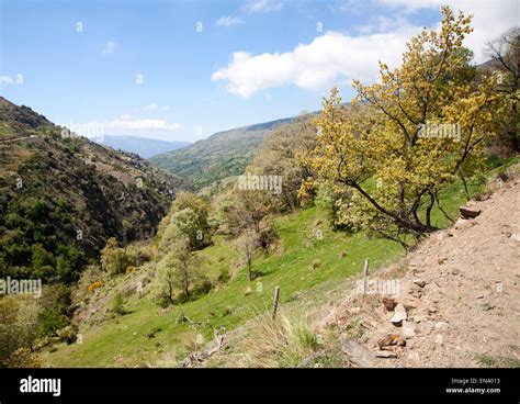 Paisaje Del R O Poqueira Gorge Valle Alto Alpujarras Sierra Nevada