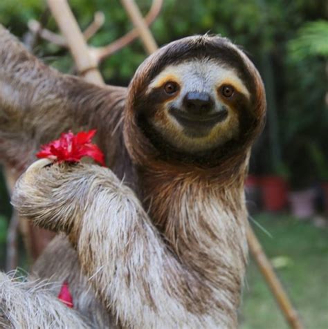 Fun Facts About Animals and Animal Facts for Kids - Tinybeans