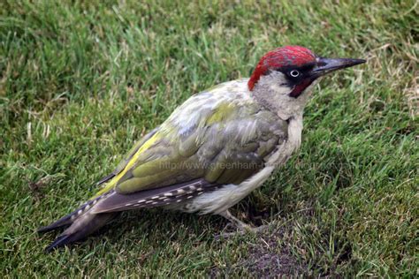 Greenham Birding: Green Woodpecker Close Encounter