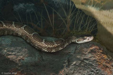 Northern Pacific Rattlesnake - CuriOdyssey