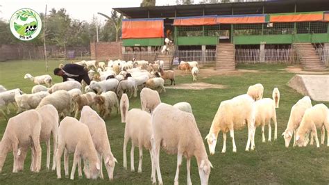 Sheep Farming Business Plan How To Start A Business Sheep Farm With