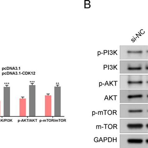 CDK12 Activated The PI3K AKT MTOR Signaling Pathway In GC Cells A And