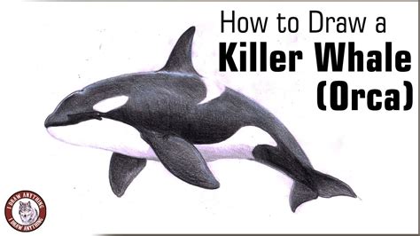 draw  killer whale orca colored pencil drawing youtube