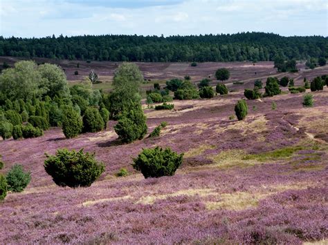 Die Lüneburger Heide blüht - 59plus