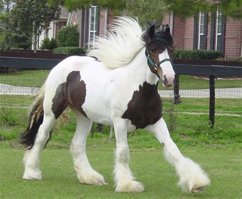 Winnie Gypsy Vanners for Sale | Gypsy MVP