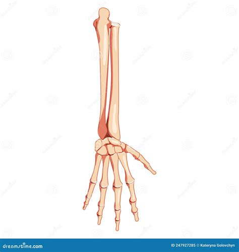 Carpals Metacarpals And Phalanges