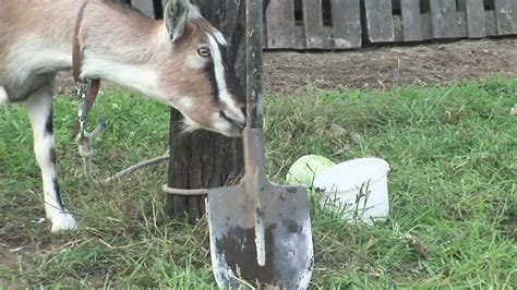 Watch Granny Fucks Hard Amateur Amateur Porn XHamster