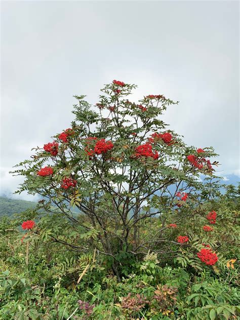 Sorbus americana - Trees and Shrubs Online