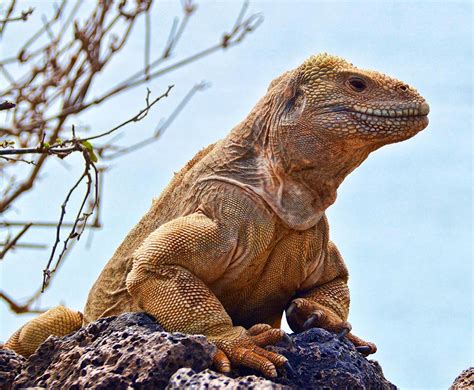 Santa Fe Land Iguana An Endemic Species Of The Galapagos