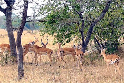 Lake Mburo National Park • Top Uganda Safari Destinations