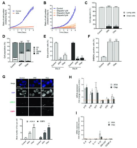 Therapy Induced DNA Damage Triggers Senescence In LNCaP Cells A B