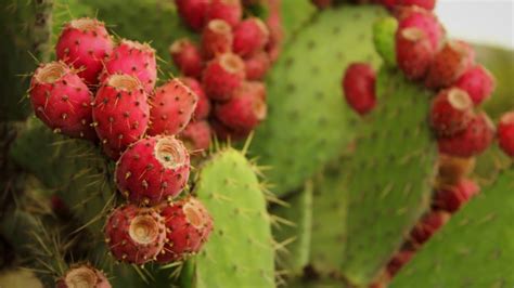 Crean Destilado De Tuna El Fruto M S Mexicano M Xico Desconocido