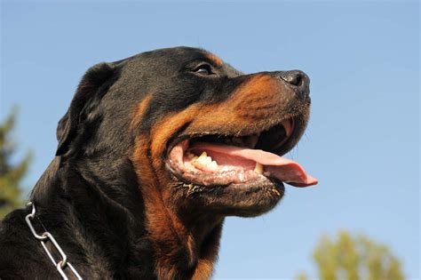 Lo Que Debes Conocer Sobre La Raza Rottweiler El Siglo De Torreón