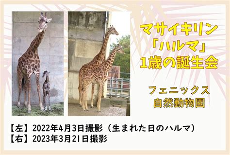 マサイキリン「ハルマ」1歳の誕生会【フェニックス自然動物園】 ジモミヤラブ