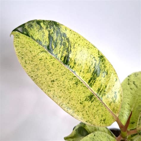 Фикус Эластика Шривериана д.6 - Декоративно-лиственные растения ...