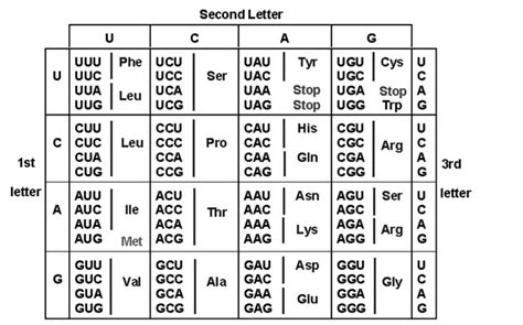 find amino acid sequence