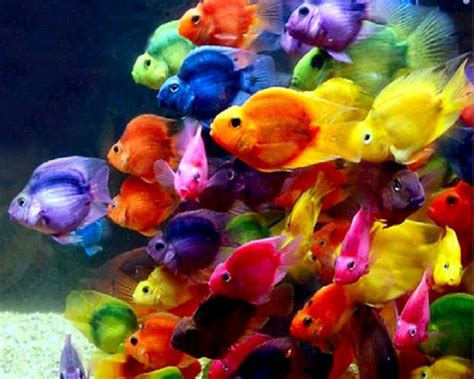 beautiful colorful images   klykercom