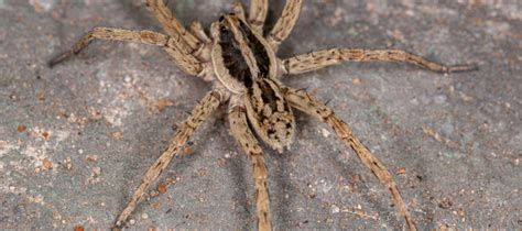 Wolf Spider Size How To Identify These Arachnids Abc Blog