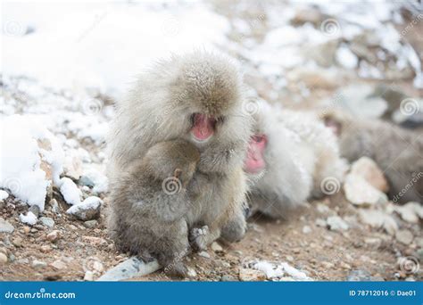 Snow Monkeys In A Natural Onsen Hot Spring Located In Jigokudani Park Yudanaka Nagano Japan