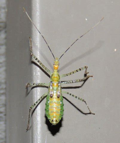 Unidentified Zelus Renardii BugGuide Net