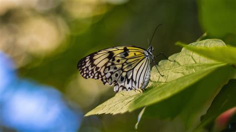 White Yellow Black Dots Lines Design Butterfly On Green Leaf In Blur