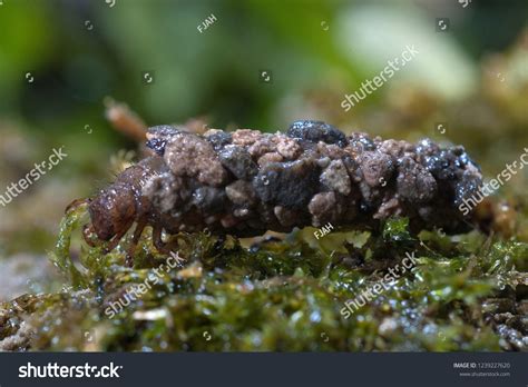 Caddis Fly Larvae Clip Art