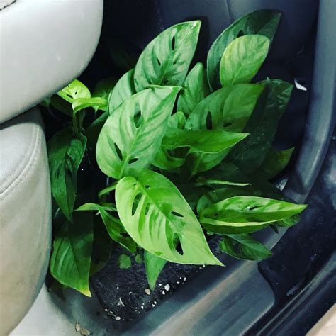 6” Swiss Cheese Philodendron | Plant Mode