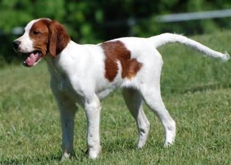 discover  irish red  white setter  comprehensive guide pets