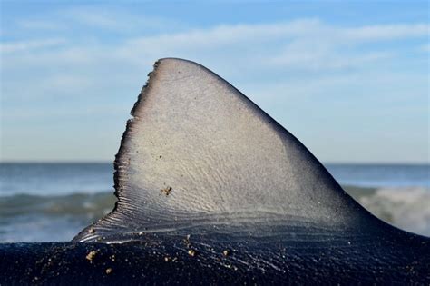 Ostia Squalo Di Due Metri Ritrovato In Spiaggia La Repubblica