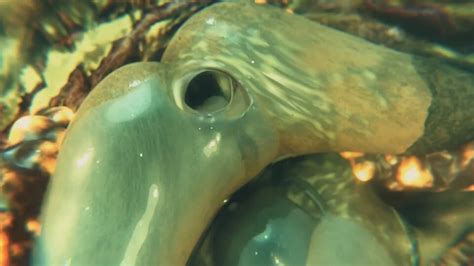 Gifdoozer Hot Intense Anal Sex Tasty Ganbang Sweet Hot Big Ass Swallowing Many Cocks Sweet