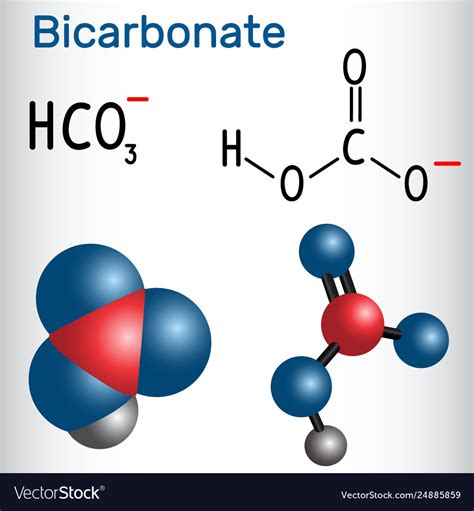 Bicarbonate anion hco3 - structural chemical Vector Image