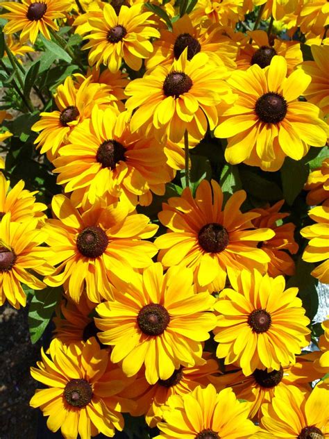 Рудбекия фото махровая – Солнечная рудбекия махровая — разновидности ...